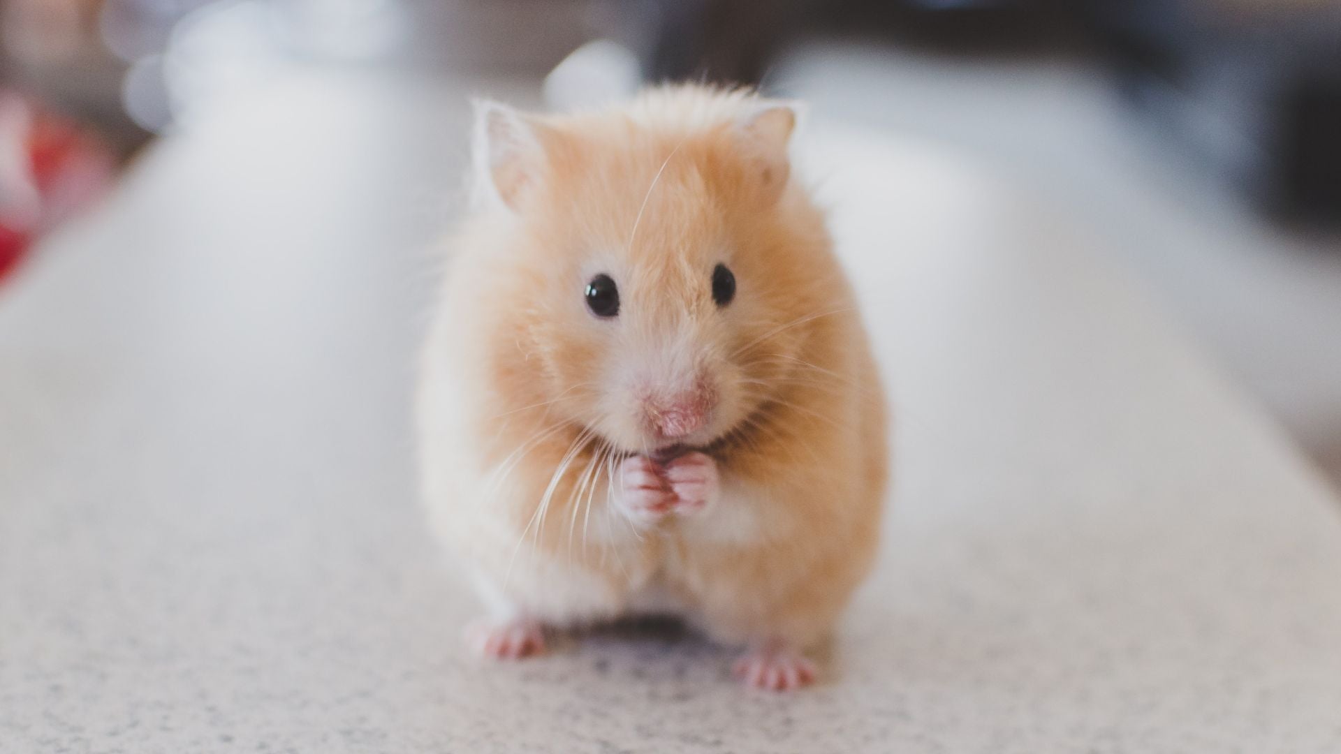 ¿Cruelty free, vegano o los dos?